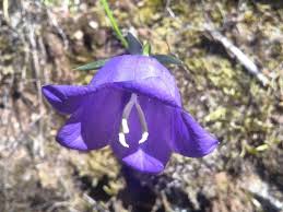 Attēlu rezultāti vaicājumam “Campanula persicifolia”