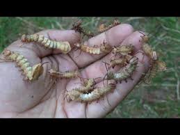 Attēlu rezultāti vaicājumam “Stauropus fagi larva”