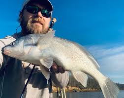 Image result for Aplodinotus grunniens