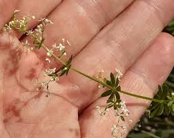 Attēlu rezultāti vaicājumam “Galium album fruit”