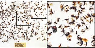 Attēlu rezultāti vaicājumam “Paramesus obtusifrons”