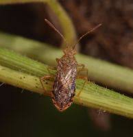 Attēlu rezultāti vaicājumam “Rhopalus maculatus”