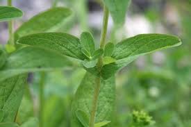 Attēlu rezultāti vaicājumam “Hypericum perforatum leaf”