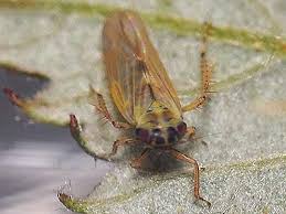 Attēlu rezultāti vaicājumam “Macrosteles sp. imago”