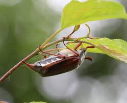 Attēlu rezultāti vaicājumam “Melolontha melolontha”