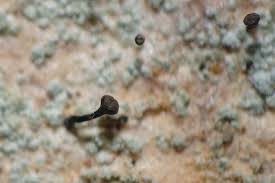 Attēlu rezultāti vaicājumam “Chaenotheca ferruginea”