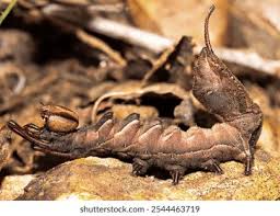 Attēlu rezultāti vaicājumam “Stauropus fagi larva”