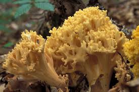 Attēlu rezultāti vaicājumam “Ramaria formosa”