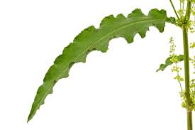 Attēlu rezultāti vaicājumam “Rumex confertus”