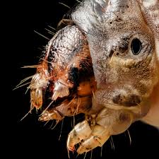 Attēlu rezultāti vaicājumam “Agrotis ripae larva”