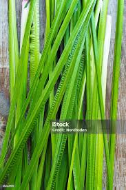 Attēlu rezultāti vaicājumam “Acorus calamus leaf”