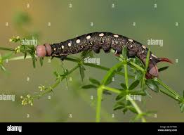 Attēlu rezultāti vaicājumam “Hyles gallii larva”