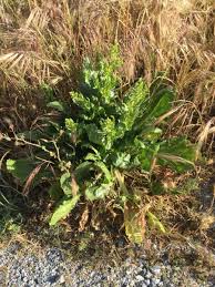 Attēlu rezultāti vaicājumam “Armoracia rusticana”