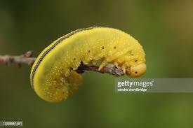 Attēlu rezultāti vaicājumam “Cimbex luteus”