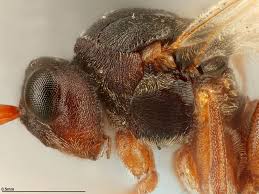 Attēlu rezultāti vaicājumam “Aulacidea hieracii”