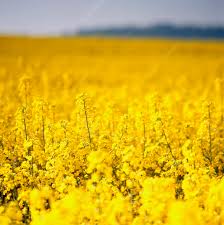 Attēlu rezultāti vaicājumam “Brassica napus flower”