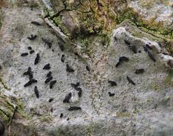 Attēlu rezultāti vaicājumam “Graphis scripta”