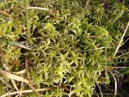 Attēlu rezultāti vaicājumam “Sphagnum riparium”