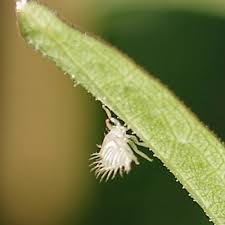 Attēlu rezultāti vaicājumam “Trioza dispar nymph”