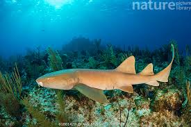 Image result for Ginglymostoma cirratum