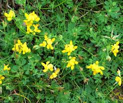 Attēlu rezultāti vaicājumam “Lotus corniculatus”