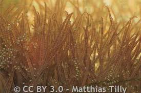 Attēlu rezultāti vaicājumam “Tubifera montana macro”