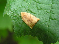 Attēlu rezultāti vaicājumam “Archips podana female”