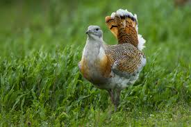 Image result for Otis tarda