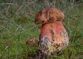 Attēlu rezultāti vaicājumam “Sutorius luridiformis”