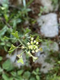 Attēlu rezultāti vaicājumam “Capsella bursa-pastoris”