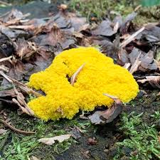 Attēlu rezultāti vaicājumam “Fuligo septica cf. rufa”