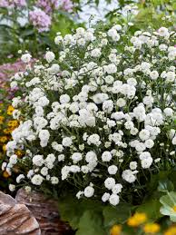 Attēlu rezultāti vaicājumam “Achillea ptarmica”