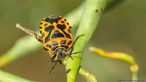 Attēlu rezultāti vaicājumam “Eurydema dominulus”