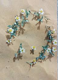 Attēlu rezultāti vaicājumam “Anthyllis maritima”