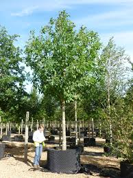 Attēlu rezultāti vaicājumam “Juglans regia”