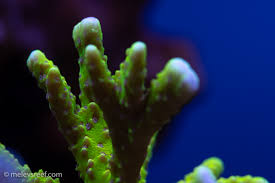 Attēlu rezultāti vaicājumam “Lophocolea minor macro”