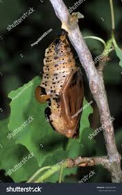 Attēlu rezultāti vaicājumam “Limenitis populi underside”