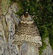 Attēlu rezultāti vaicājumam “Tetheella fluctuosa”