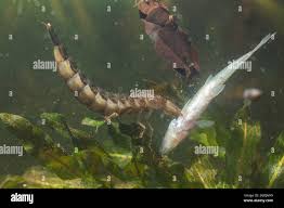 Attēlu rezultāti vaicājumam “Dytiscus dimidiatus”