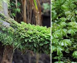 Attēlu rezultāti vaicājumam “Plagiochila porelloides”