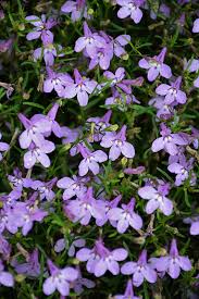 Image result for Lobelia erinus