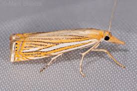 Attēlu rezultāti vaicājumam “Crambus”