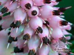 Attēlu rezultāti vaicājumam “Erica x darleyensis flower”