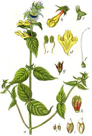 Attēlu rezultāti vaicājumam “Melampyrum nemorosum leaf”