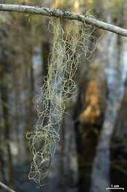 Attēlu rezultāti vaicājumam “Ramalina thrausta”
