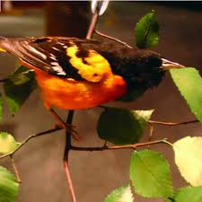 Image result for Icterus galbula