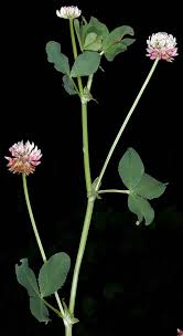 Attēlu rezultāti vaicājumam “Trifolium hybridum flower”