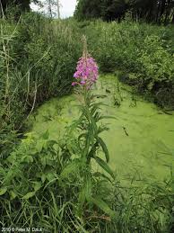 Attēlu rezultāti vaicājumam “Epilobium angustifolium bud”
