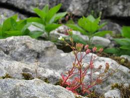 Attēlu rezultāti vaicājumam “Saxifraga tridactylites”
