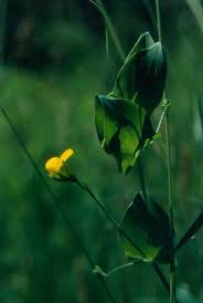 Attēlu rezultāti vaicājumam “Lathyrus niger leaf”